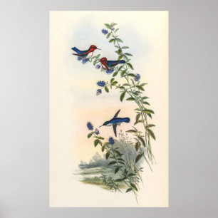 Hummingbirds by John Gould Poster