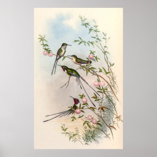 Hummingbirds by John Gould Poster