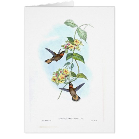 Hummingbirds Cards (Front)