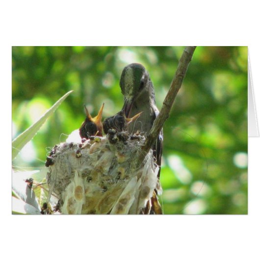 Hummingbirds Cards (Front Horizontal)