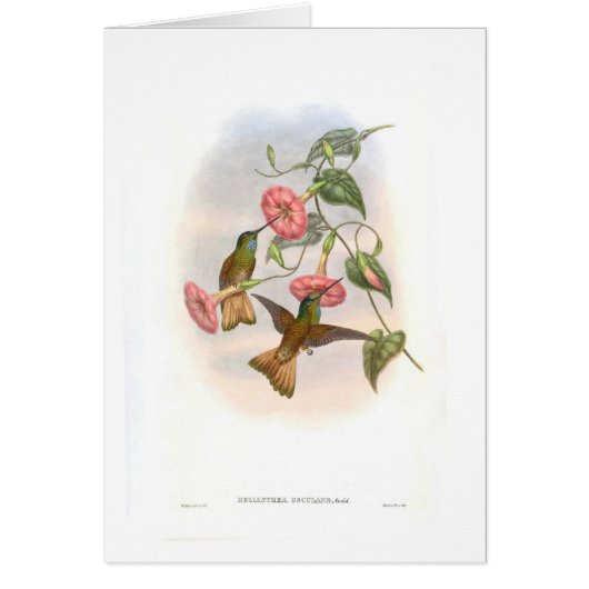 Hummingbirds Cards (Front)