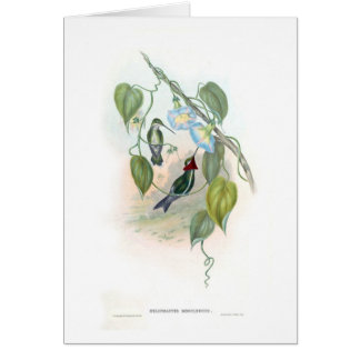 Hummingbirds Cards