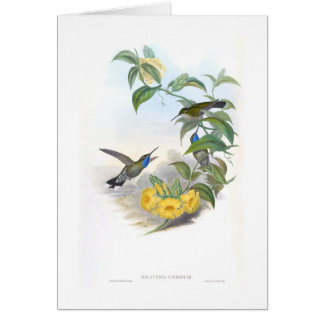 Hummingbirds Cards