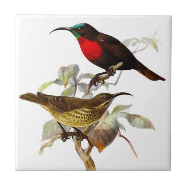 Hummingbirds Ceramic Tile (Front)