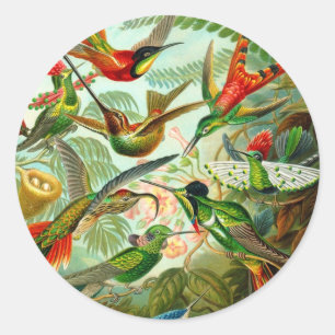 Hummingbirds Classic Round Sticker