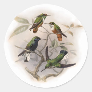 Hummingbirds  in Flight Classic Round Sticker