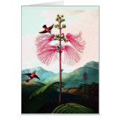 Hummingbirds mimosa tree flower bird vintage (Front)