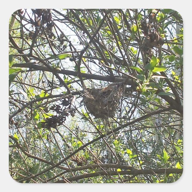 Hummingbird's Nest in Lilac Shrub Square Sticker (Front)