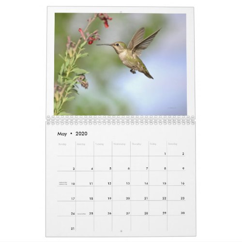 Hummingbirds of California 2024 Calendar