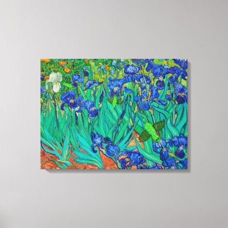 Hummingbirds On Van Gough's Blue Irises Canvas Print