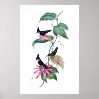 Hummingbirds poster