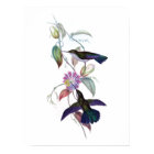 Hummingbirds poster