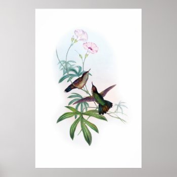 Hummingbirds Poster by botanical_prints at Zazzle