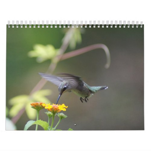 Hummingbirds Year Round Calendar