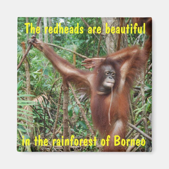 Humorous Animals Magnet (Front)