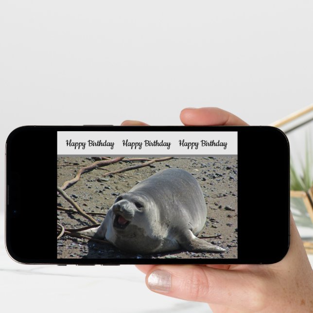 Humorous Birthday Pacific Elephant Seal Photograph Card (Front Digital)