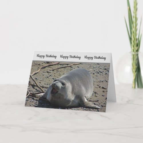 Humorous Birthday Pacific Elephant Seal Photograph Card