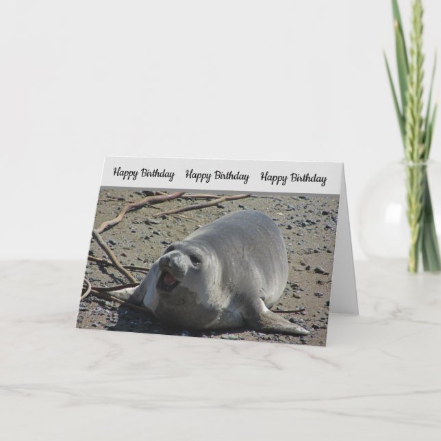 Humorous Birthday Pacific Elephant Seal Photograph Card (Front)