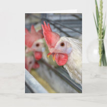 humorous birthday rooster in cage card