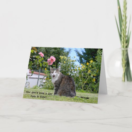 humorous birthday tabby cat card