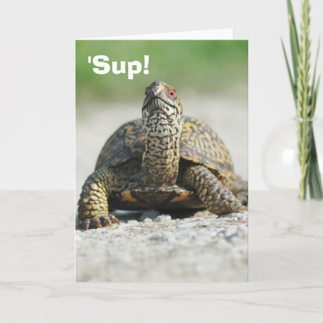 Humorous Box Turtle Greeting Card (Front)