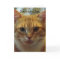 Humorous Cat Birthday Card