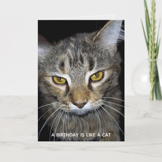 humorous cat birthday card (Front)