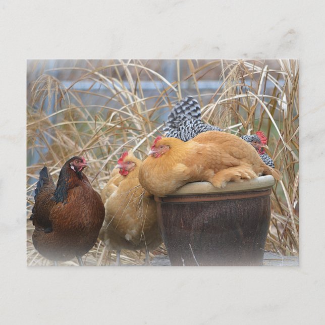 Humorous Chicken Postcard (Front)