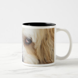 humorous close-up of bichon frise dog Two-Tone coffee mug