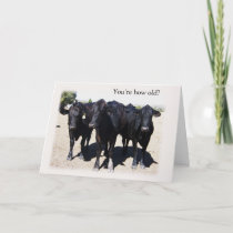 Humorous Cow "Getting Older" Birthday Card