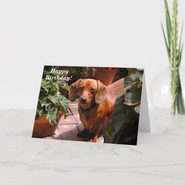 Humorous Dachshund Birthday Card (Front)