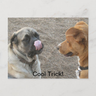 Humorous Dog Postcard