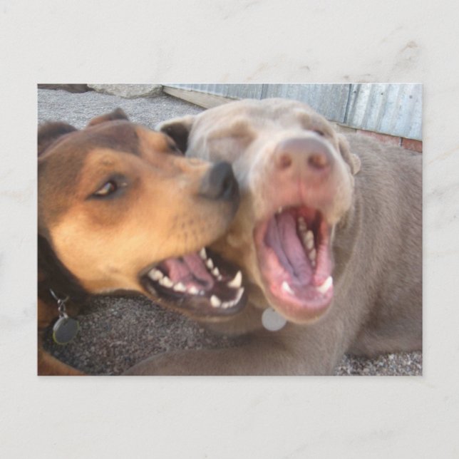 Humorous Dog Postcard (Front)