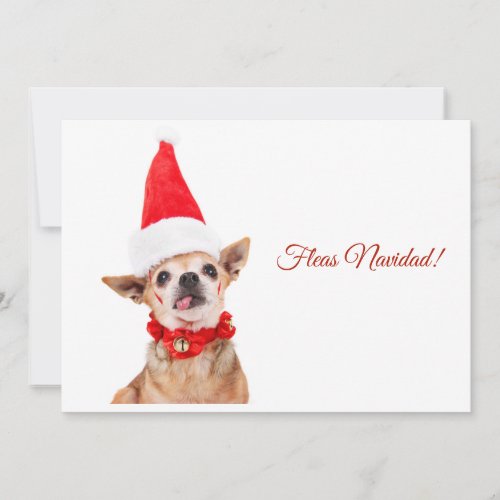 Humorous  funny chihuahua  unique  unusual holiday card