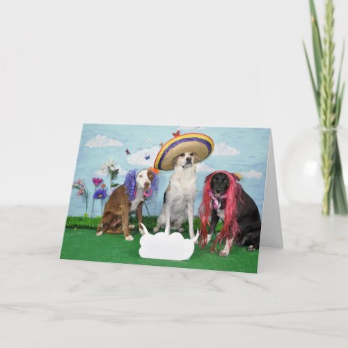Humorous greeting card photo of 3 dogs any theme card