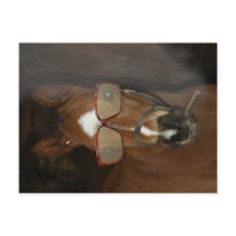Humorous Horse Foal Smoking Cigar Postcard