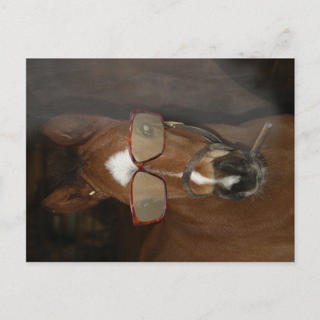 Humorous Horse Foal Smoking Cigar Postcard (Front)