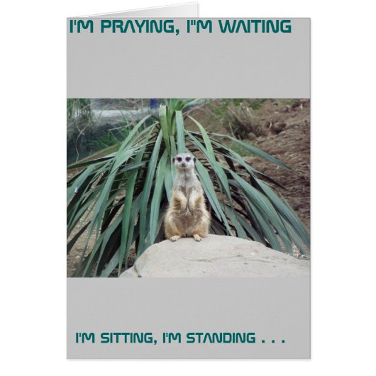 Humorous Meerkat - Circle One Cards (Front)