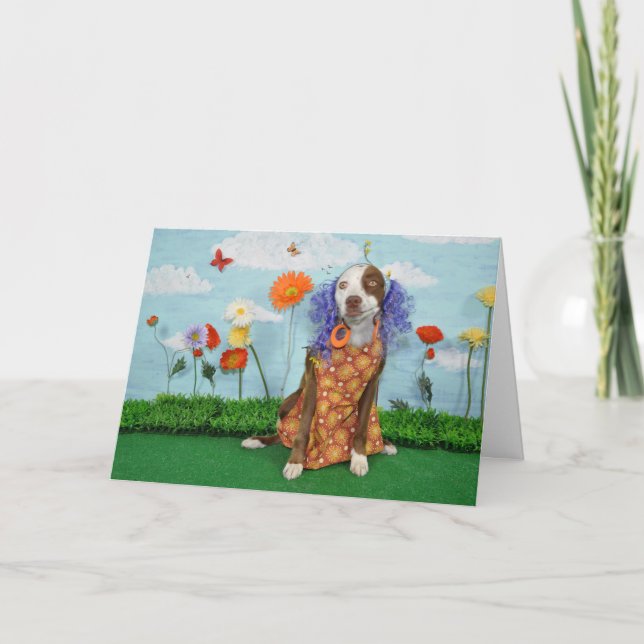 Humorous photo of dog in clothing, birthday card (Front)