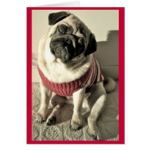 Humorous Pug Valentine Card