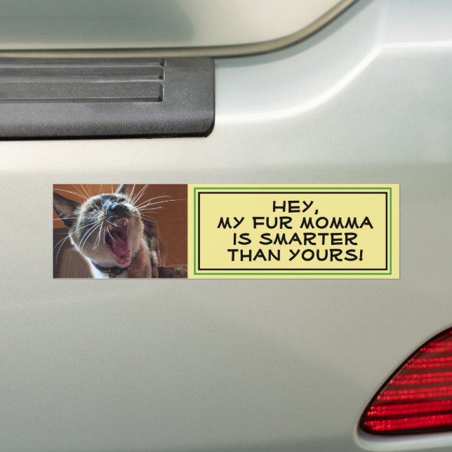 Humorous Siamese Kitten Close-Up Photo Template Bumper Sticker (On Car)
