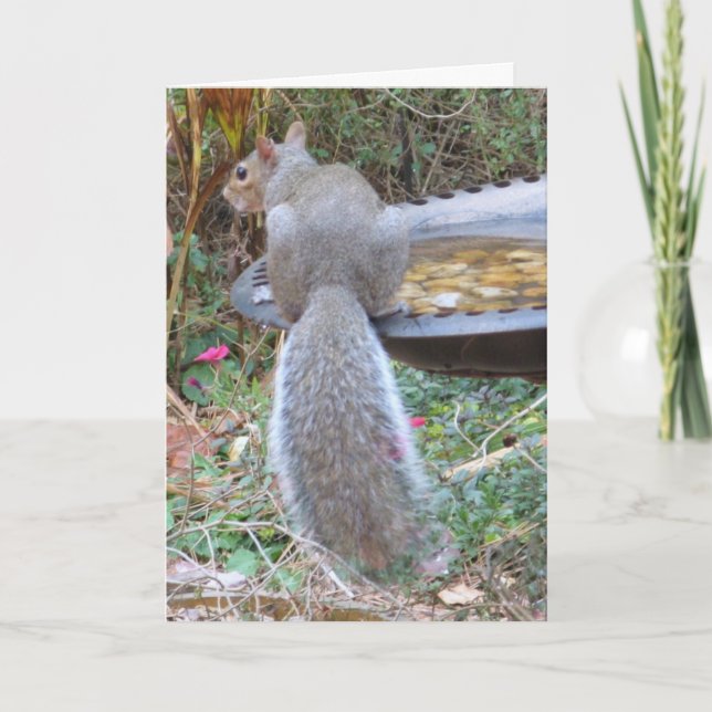 Humorous Squirrel Card (Front)