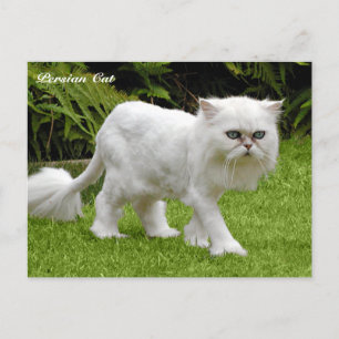 Humorous White Persian Cat Postcard