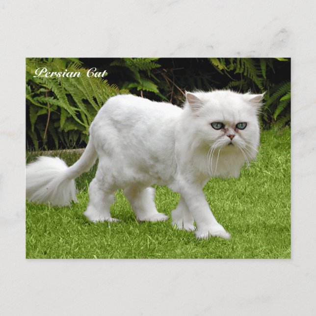 Humorous White Persian Cat Postcard (Front)