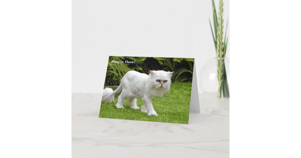 Humorous White Persian Shaved Cat Birthday Card Zazzle Com