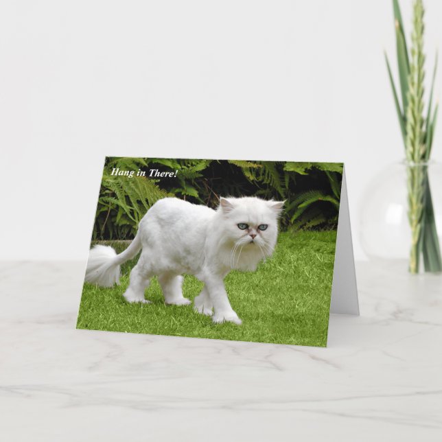 Humorous White Persian Shaved Cat Birthday Card (Front)