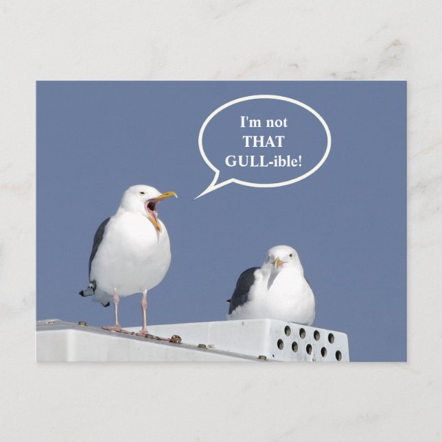 Humorous Yelling Seagull Funny Post Card (Front)