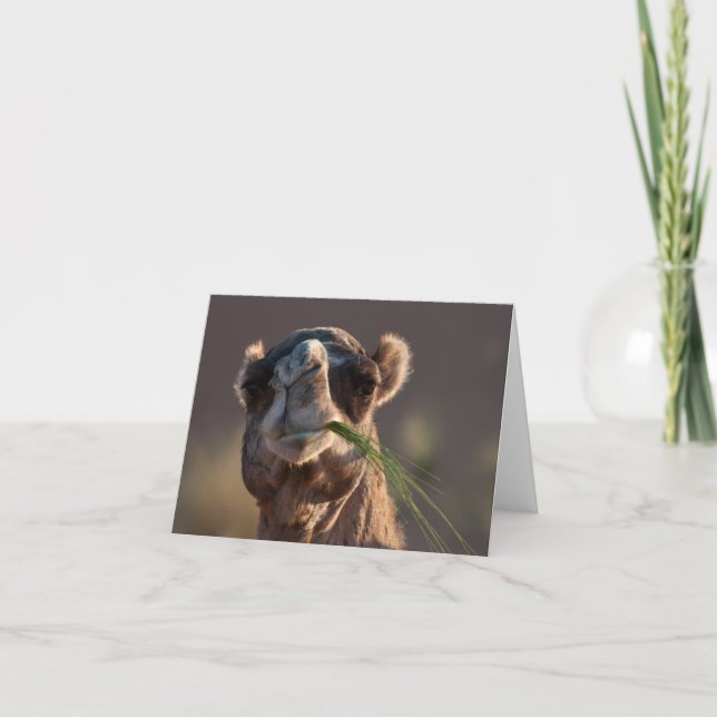 Hump Day Camel Feasting on Green Grass Card (Front)