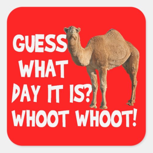 Hump Day Camel Guess What Day It Is Stickers