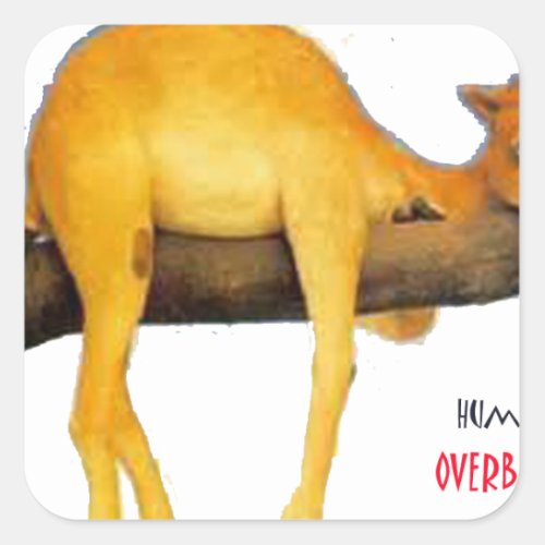 Hump Day Camel  Overblown Square Sticker